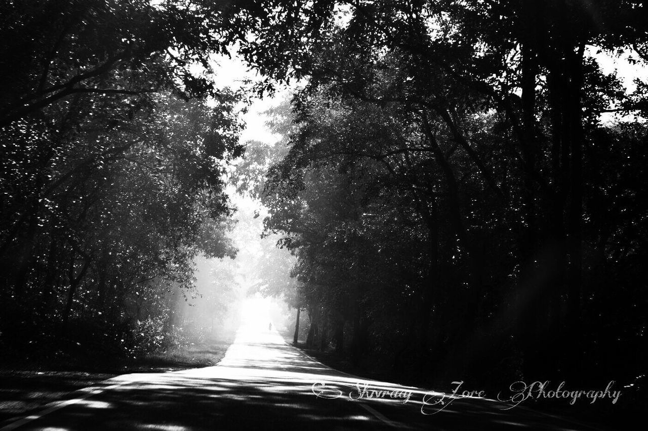 the way forward, tree, road, diminishing perspective, transportation, vanishing point, tranquility, nature, beauty in nature, tranquil scene, sunlight, street, scenics, forest, empty road, outdoors, growth, no people, day, country road