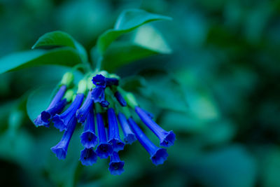 Close-up of blue flower against blurred background