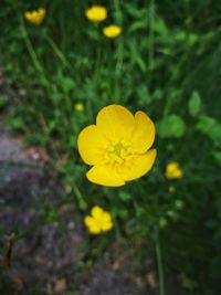 Close-up of yellow crocus blooming outdoors