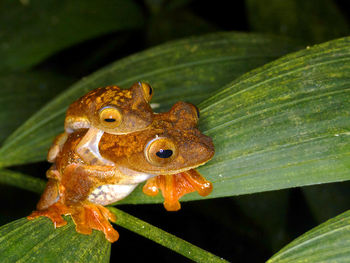 Close-up of insect on leaf