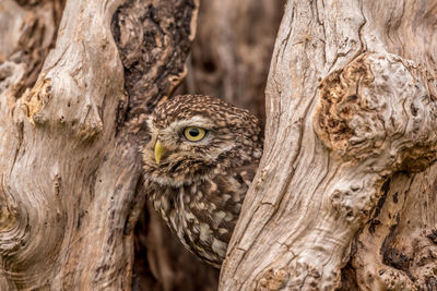 Little owl in a tree hollow