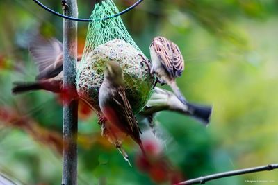 Close-up of bird perching on leaf