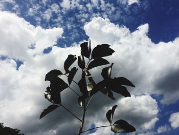 Low angle view of sky