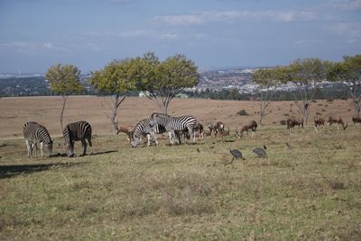 Horses grazing on field against sky