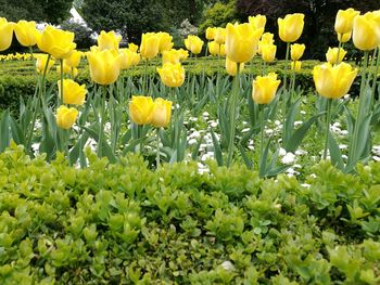 Close-up of yellow flowers blooming on field