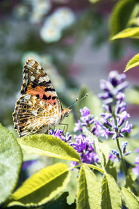 Close-up of butterfly pollinating on purple flower