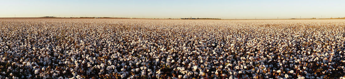 Scenic view of agricultural field against clear sky