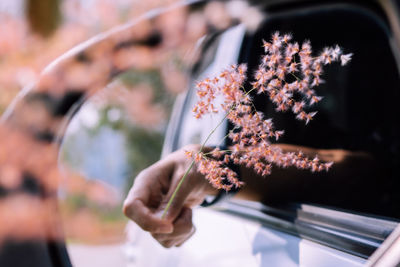 Close-up of hand holding flower from car window