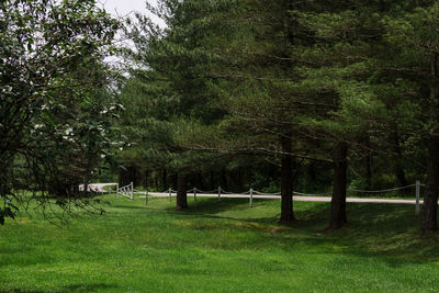 Trees in forest