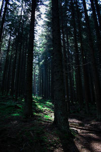 Trees growing in forest