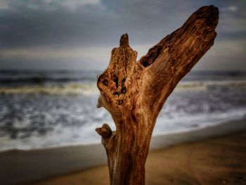 Driftwood on tree trunk by sea against sky