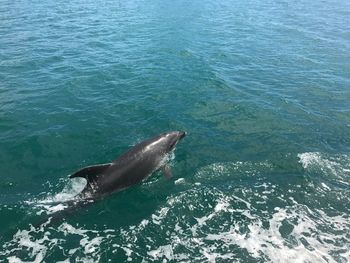 Turtle swimming in sea