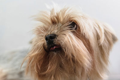 Yorkshire terrier dog gets nail cut hair grooming at salon and pet spa