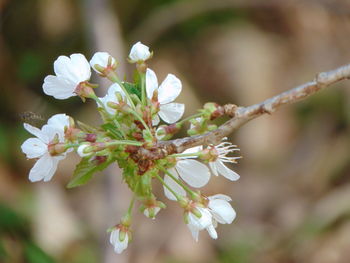 Close-up of white flowers on tree