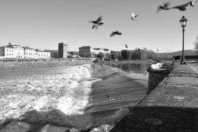 Seagulls flying over river in city against clear sky