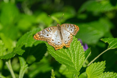 Perched butterfly on a green leaf is vibrant on a sunny day in the garden