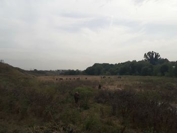 Scenic view of field against sky