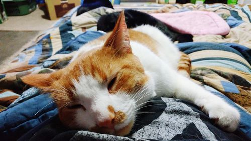 Close-up of cat relaxing on bed 