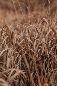 Close-up of stalks in field