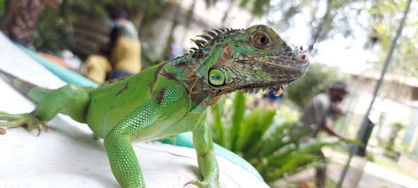 Close-up of iguana