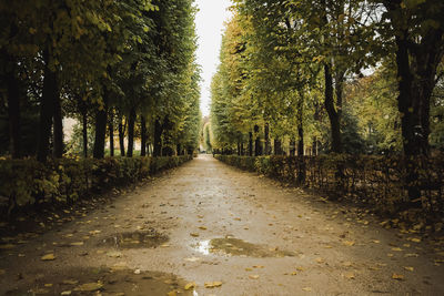 Road amidst trees