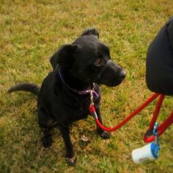 Dog standing on grassy field