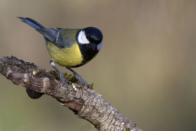 Close-up of bird perching on a tree