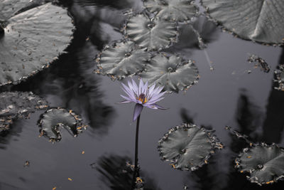 Close-up of flowers