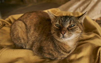 Close-up portrait of cat