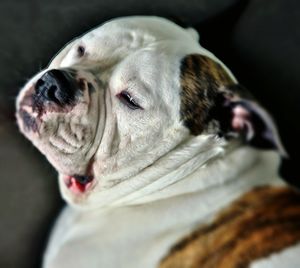 Close-up portrait of dog