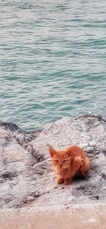 Cat lying on the beach