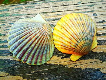 Close-up of seashell on beach