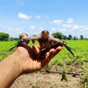 Midsection of person holding plant on field