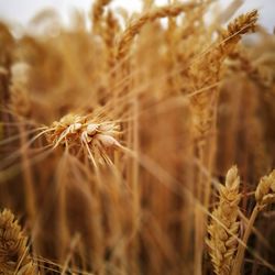 Close-up of wheat plant