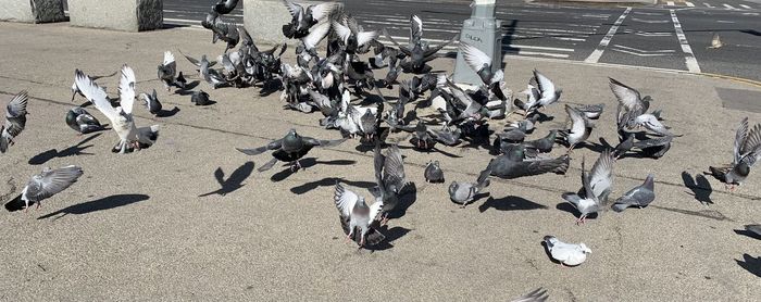 large group of animals