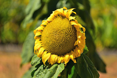 Close-up of yellow sunflower