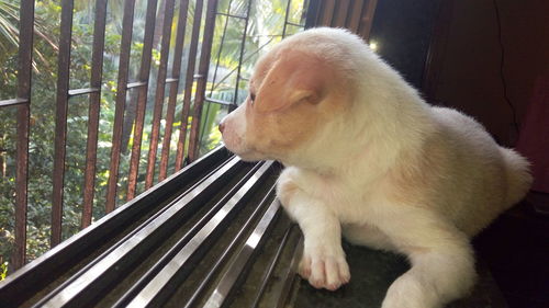 Close-up of rabbit in cage