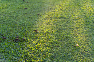 High angle view of bird on field