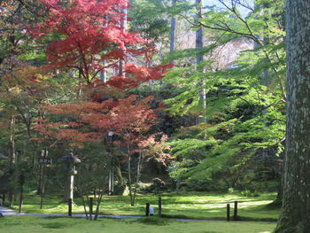 Trees in park during autumn