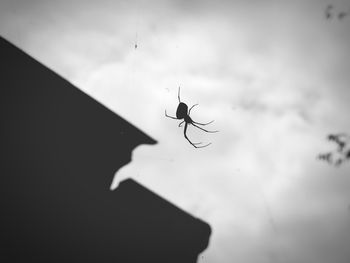 Close-up of spider on web against sky
