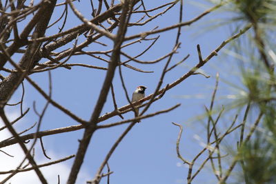 Low angle view of bird perching on branch against sky