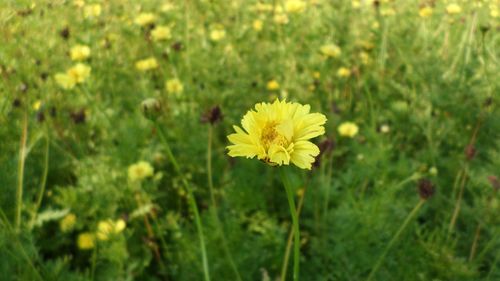 Close-up of yellow flower blooming in field