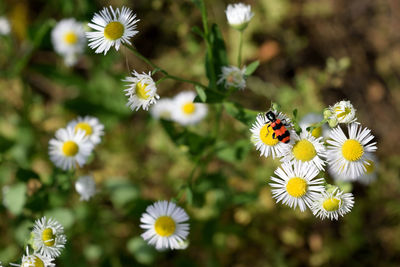 Close-up of bee pollinating on flower