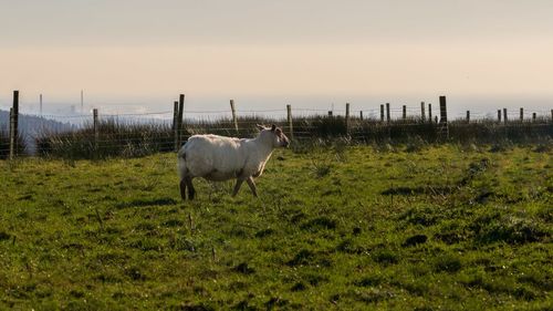 Horse standing in a field