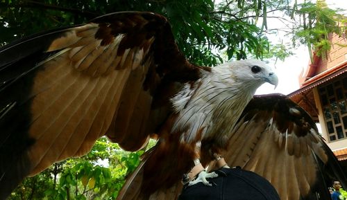 Close-up of bird perching on tree