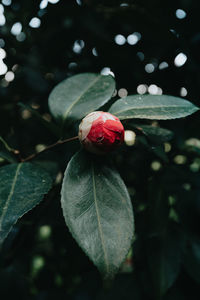 Close-up of rose on plant