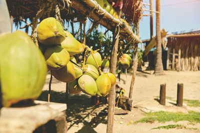 Old man selling coconut at the coconut farm on the way. selective focus.