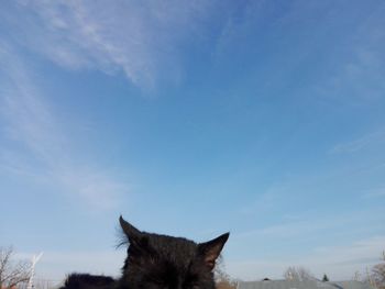 Close-up of cat against sky