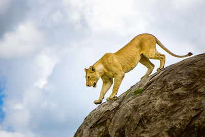 Low angle view of lioness on rock at serengeti national park