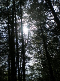 Low angle view of trees in forest